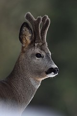 Image showing Roebuck portrait. Roe deer portrait. Wild animal portrait. Roebuck with horns.