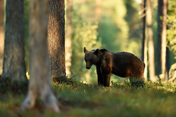 Image showing brown bear in summer forest