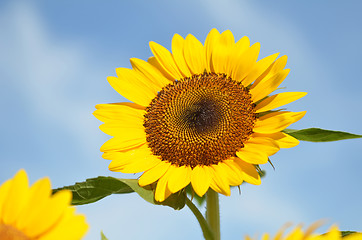 Image showing Yellow big sunflower and blue sky