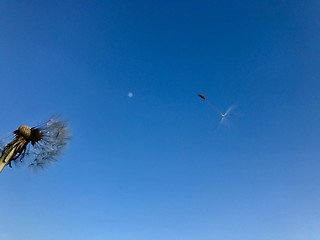 Image showing Dandelion blowing away