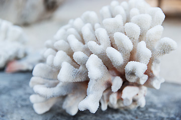 Image showing hard stony coral