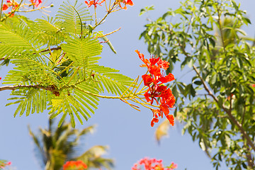 Image showing flowers of delonix regia or flame tree outdoors