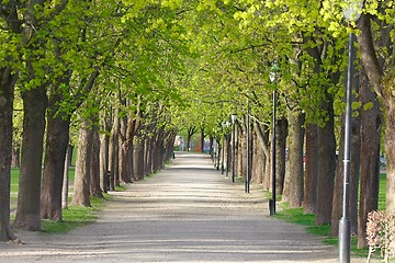 Image showing PArk with line of trees