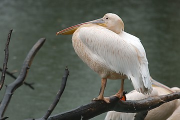 Image showing Pelican near a lake