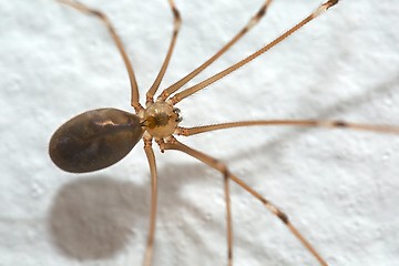 Image showing Spider Extreme Closeup