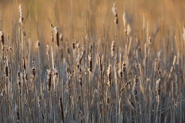 Image showing Bulrush on the lakeside