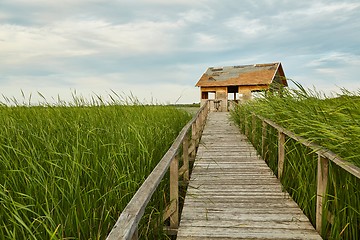 Image showing Swamp walking path