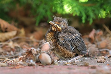 Image showing Young baby bird sittin on the ground