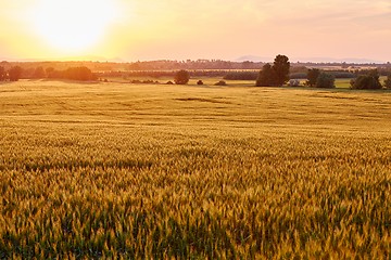 Image showing Wheat field detail