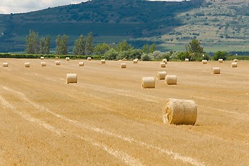 Image showing Agricultural field with bales