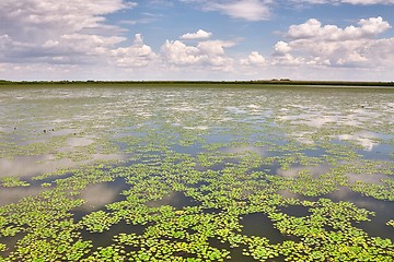 Image showing Water surface with plants