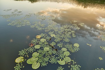 Image showing Water surface with plants