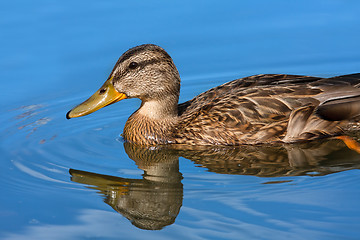 Image showing swimming duck