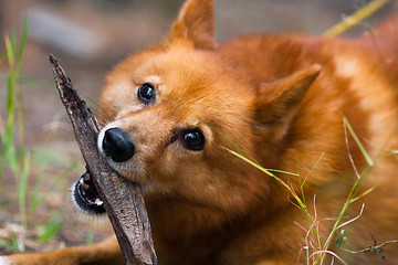 Image showing playing hunting dog