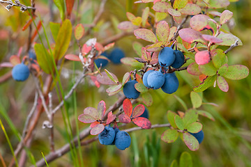 Image showing bush of bog bilberry