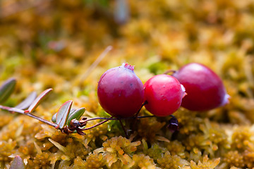 Image showing Berry cranberries