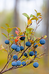 Image showing ripe berry of bog bilberry