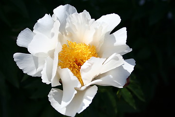 Image showing White peony