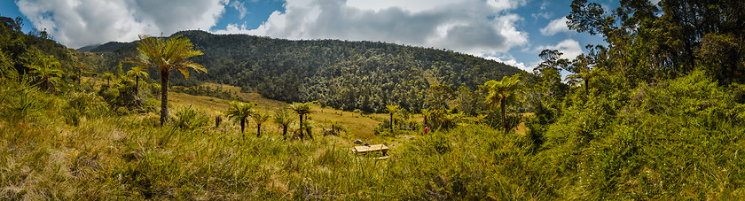 Image showing Palms on sunny day