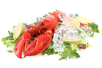 Image showing orange lobster isolated