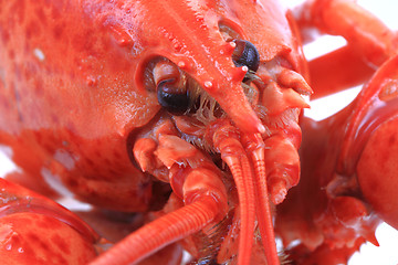Image showing orange lobster head 