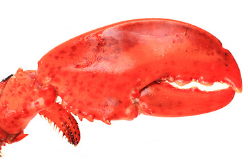 Image showing detail of lobster nipper