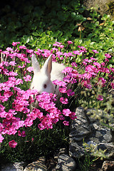 Image showing white rabbit grass