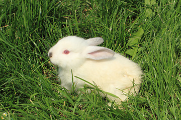 Image showing white rabbit grass