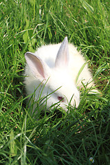 Image showing white rabbit grass