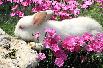 Image showing white rabbit grass