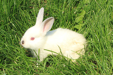 Image showing white rabbit grass