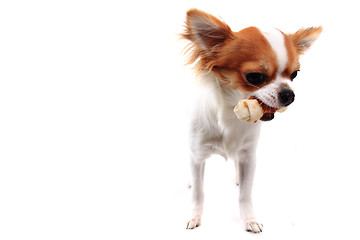 Image showing chihuahua and bone