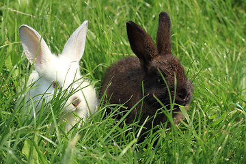 Image showing dark and white rabbit grass