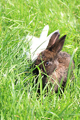 Image showing dark and white rabbit grass