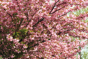 Image showing cherry flowers background