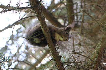 Image showing squirrel in the tree