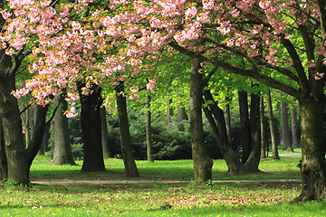 Image showing cherry flowers in the park