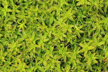 Image showing wet moss texture