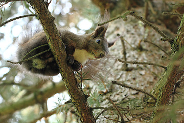 Image showing squirrel in the tree