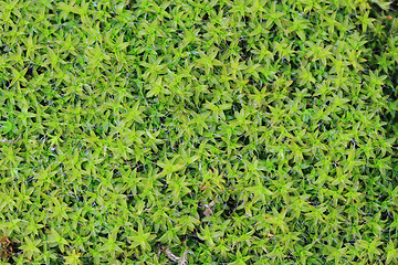 Image showing wet moss texture