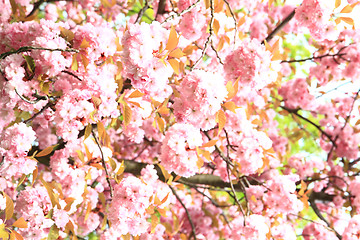 Image showing cherry flowers background