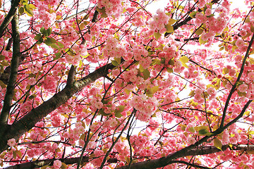 Image showing cherry flowers background