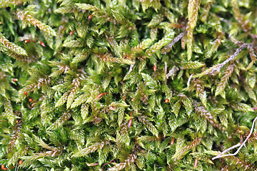 Image showing wet moss texture