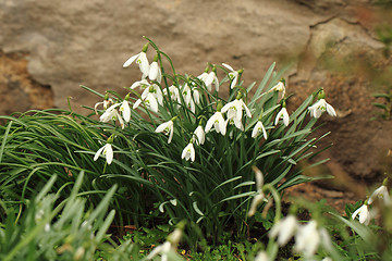 Image showing spring snowdrop flowers 