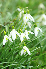 Image showing spring snowdrop flowers 