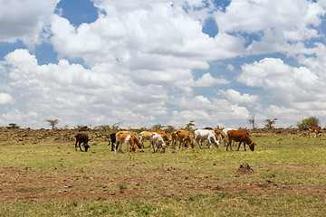 Image showing herd of cows grazing in savannah at africa