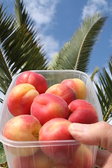 Image showing Apricots