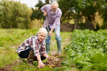 Image showing senior couple planting potatoes at garden or farm