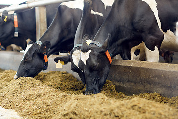 Image showing herd of cows eating hay in cowshed on dairy farm