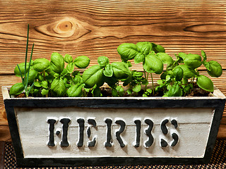 Image showing Fresh Green Basil 